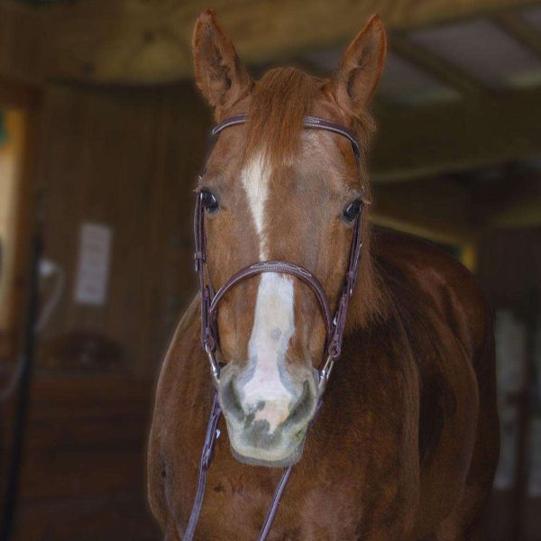 Paris Tack Raised Fancy Stitch Leather English Schooling Bridle with Laced Reins - Image 8
