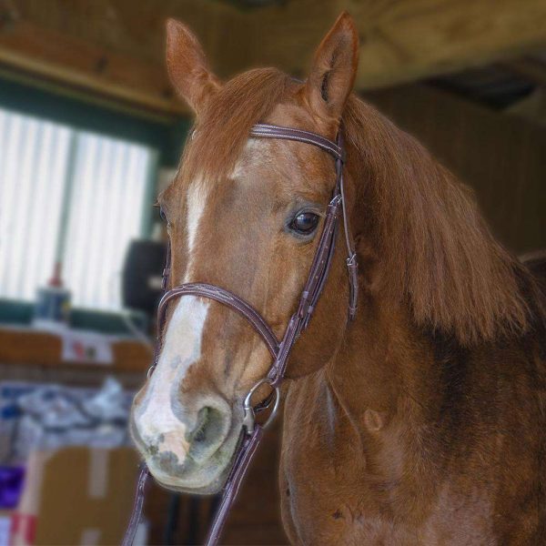 Paris Tack Raised Fancy Stitch Leather English Schooling Bridle with Laced Reins - Image 3