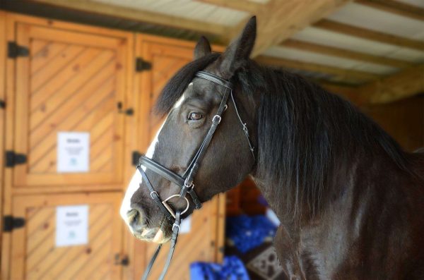 Paris Tack Black Leather Dressage Crank Horse Bridle with Flash and Rubber Reins - Image 3