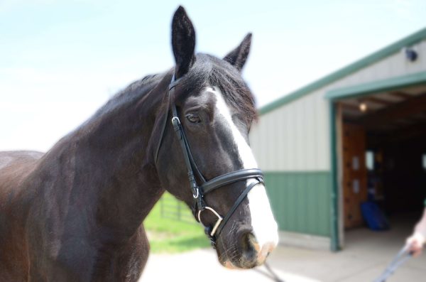 Paris Tack Black Leather Dressage Crank Horse Bridle with Flash and Rubber Reins - Image 2