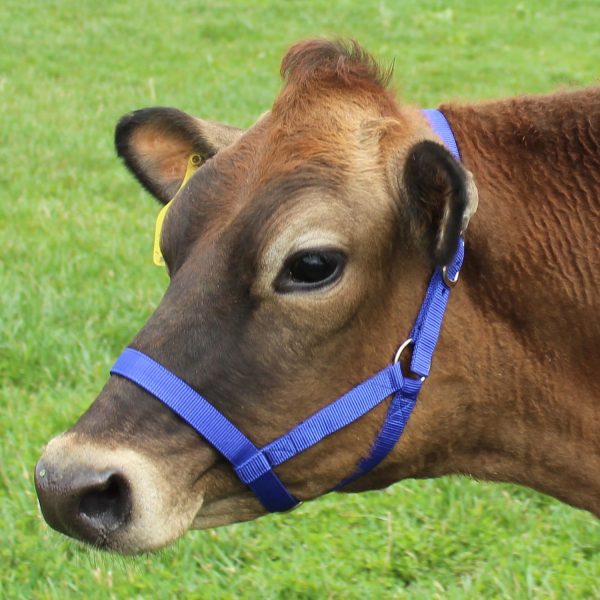Derby Originals Adjustable Nylon Livestock Cattle Halters Available in Multiple Colors - Image 7