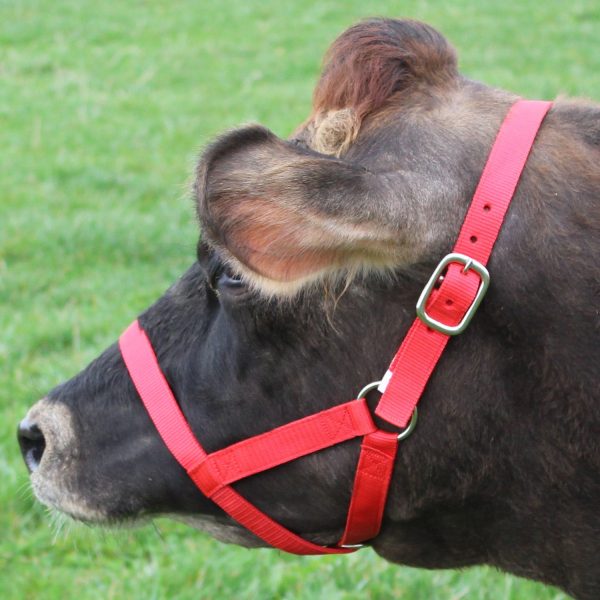 Derby Originals Adjustable Nylon Livestock Cattle Halters Available in Multiple Colors - Image 8