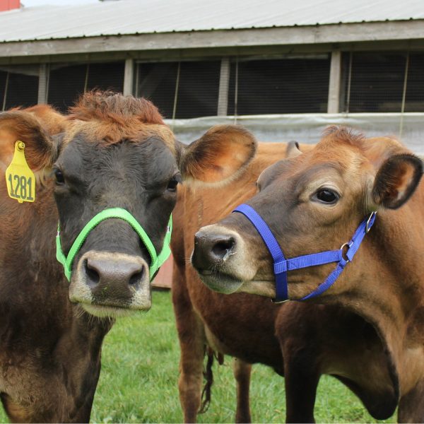 Derby Originals Adjustable Nylon Livestock Cattle Halters Available in Multiple Colors - Image 9