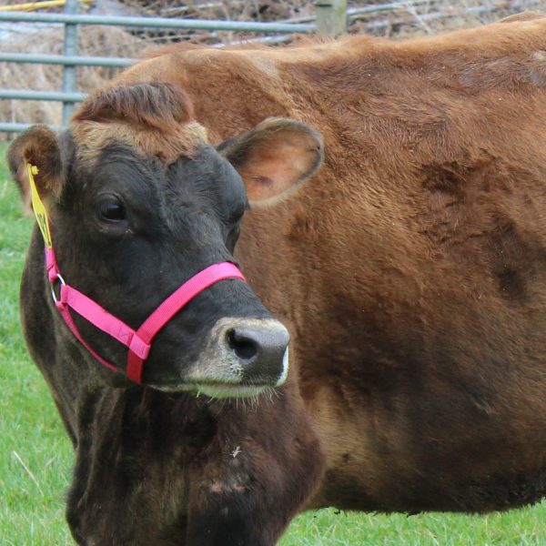 Derby Originals Adjustable Nylon Livestock Cattle Halters Available in Multiple Colors - Image 11