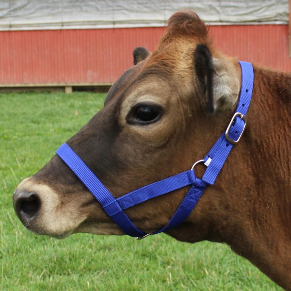 Derby Originals Adjustable Nylon Livestock Cattle Halters Available in Multiple Colors - Image 12