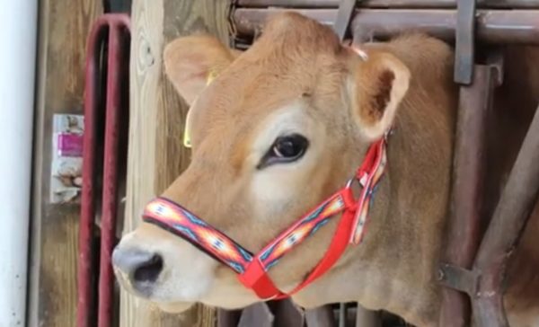 Derby Originals Patterned Double Layer Nylon Figure-8 Cattle Halters Multiple Colors and Sizes - Image 5