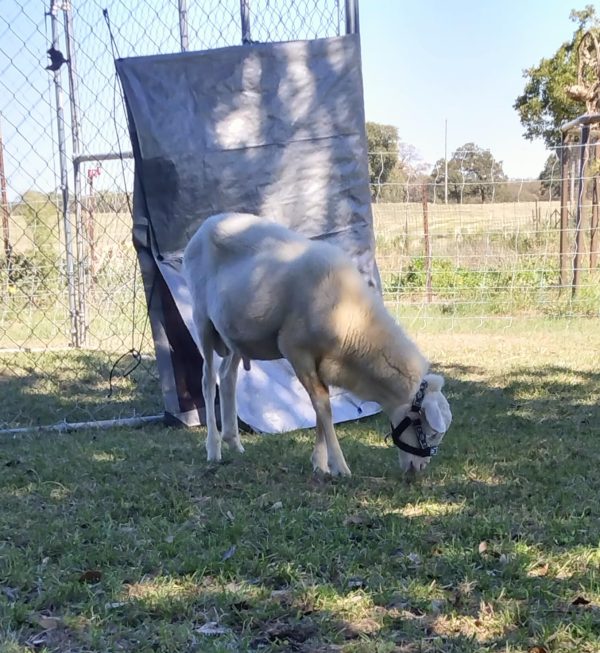 Tahoe Tack Nylon Overlay Sheep and Goat Halter with Padded Noseband - 6 Month Warranty - Image 11